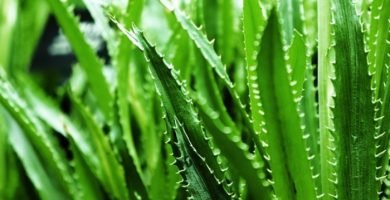 aloe vera mercadona